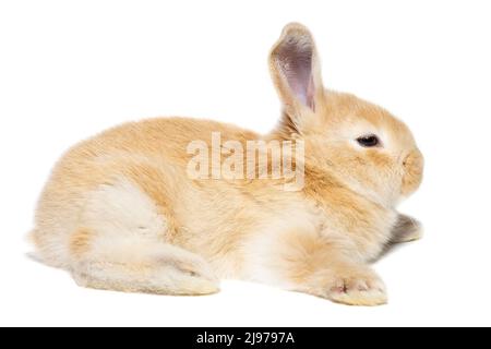 Rotes flauschiges Kaninchen, das auf das Schild schaut. Isoliert auf weißem Hintergrund. Osterhase Stockfoto