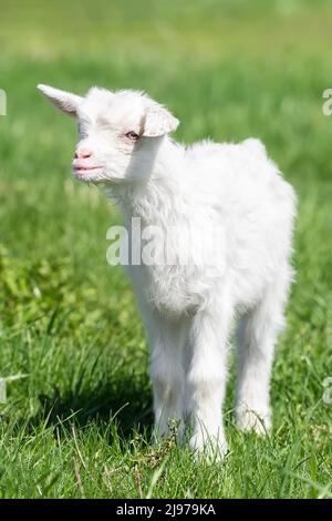 Weiße Ziegen auf einer Wiese einer Ziegenfarm. Weiße Ziegen. Schöne weiße Ziege läuft auf Gras. Weiße Ziege schnüffelt grünes Gras draußen bei einer Anima Stockfoto