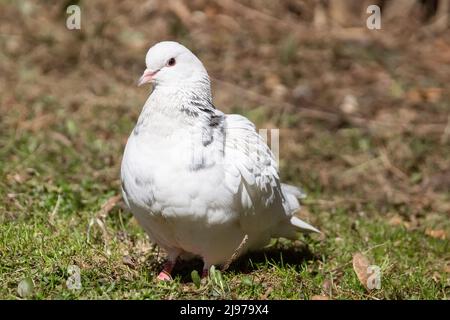 Potrait von Taubenvögeln, die auf grünem Gras im Park fressen Stockfoto
