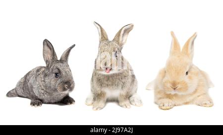 Rotes flauschiges Kaninchen, das auf das Schild schaut. Isoliert auf weißem Hintergrund. Osterhase Stockfoto