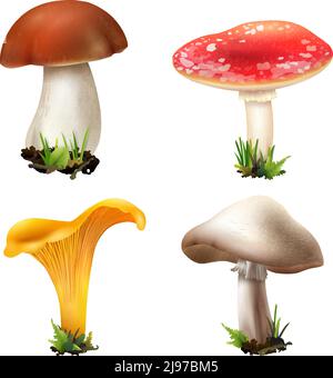 Realistische Pilze Satz von vier isolierten Bildern mit eingewachsenen Boletus girolle Champignon und fliegen agarische Vektor-Illustration Stock Vektor