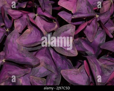 Oxalis triangularis falsches Kleeblatt Pflanze lila Laub Stockfoto