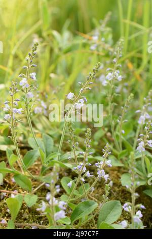 Die Heilpflanze Veronica officinalis Heide wächst schnell in einem Wildblumenfeld Stockfoto