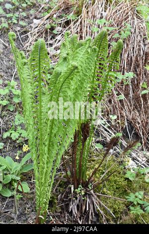 Straußenfarn Matteuccia struthiopteris rollt die Blätter im Frühjahr aus Stockfoto