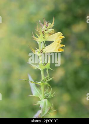 Gewöhnlicher Kuhweizen Melampyrum pratense gelbe Blüten Stockfoto