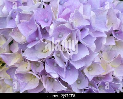 Nahaufnahme der purpurnen Mophead-Blume Hydrangea macrophylla Stockfoto