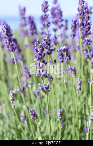 Englischer Lavendel Lavandula angustifolia lila Blüten Stockfoto