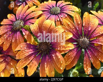 Nahaufnahme der spanischen Marguritblume mit Regentropfen Stockfoto