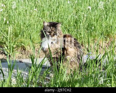 Norwegische Waldkatze, die im hohen Gras in einem Garten sitzt Stockfoto