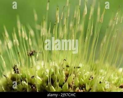 Extreme Nahaufnahme von Sporen aus windgeblasenem Moos dicranum Stockfoto