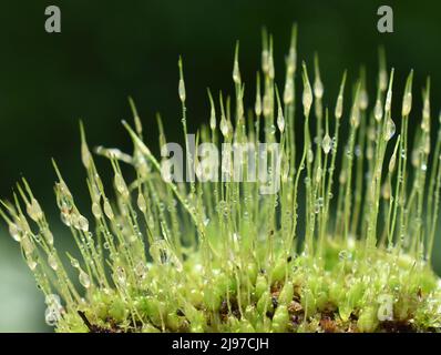 Extreme Nahaufnahme von Sporen aus windgeblasenem Moos dicranum mit Regentropfen Stockfoto