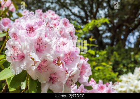 Nahaufnahme einer großen Gruppe von zartrosa Rhododendronblüten. Stockfoto