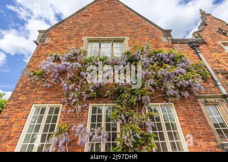 Großer Wanderstrauch Wisteria Cinensis trainierte, gegen die rote Ziegelmauer eines zweistöckigen Hauses zu wachsen. Stockfoto