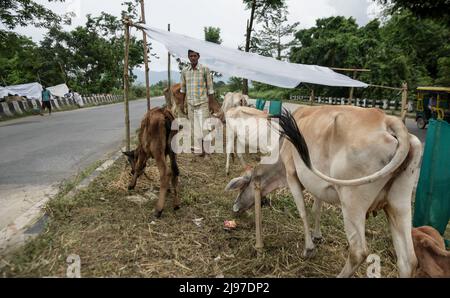 Assam, Indien. 20.. Mai 2022. Die Dorfbewohner schützten ihre Rinder am 20. Mai 2022 in Nagaon, Assam, Indien, auf einem Autobahnteiler, nachdem sie starke Regenfälle überschwemmt hatten. Mindestens 10 Menschen sind bei Überschwemmungen und Erdrutschen aufgrund von Regenfällen vor dem Monsun in Assam ums Leben gekommen. Kredit: David Talukdar/Alamy Live Nachrichten Gutschrift: David Talukdar/Alamy Live Nachrichten Stockfoto