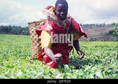 Mann pflückt Teeblätter auf großem Feld, Malawi, südliches Afrika 1991 Stockfoto
