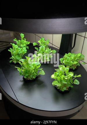 Aeroponische Pflanze für den Anbau von Pflanzen. Setzlinge von grünem Salat, Sprossen in Töpfen unter der Lampe. Stockfoto