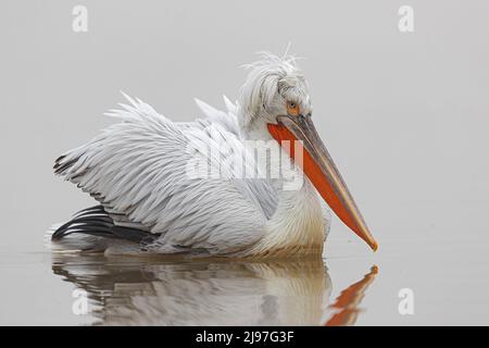 Ein erwachsener dalmatinischer Pelikan (Pelecanus crispus), der am Kerkini-See schwimmt Stockfoto