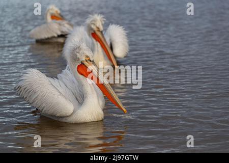 Eine Gruppe dalmatinischer Pelikane (Pelecanus crispus) schwimmt am Kerkini-See Stockfoto