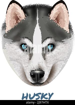Farbige realistische Hund Husky Portrait Komposition mit schönen Gesicht und Vektor-Illustration für blaue Augen Stock Vektor