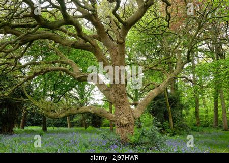 Alte Spanische Eiche Rufford Hall Stockfoto