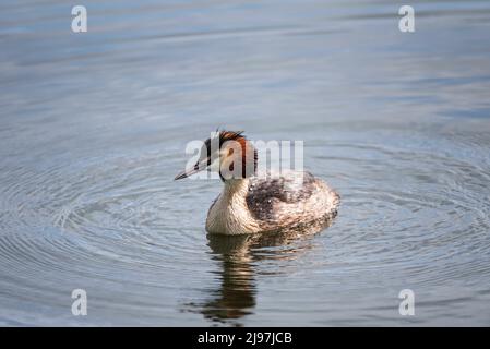 Schönes Porträt des bunten Greens Podiceps cristatus auf dem Wasser im See im Frühling Stockfoto