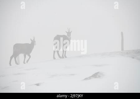 Gämsen oder Alpengämse (Rupicapra rupicapra) Weibchen und Jungtiere suchen im Schnee und Nebel nach Nahrung. Stockfoto