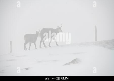 Gämsen oder Alpengämse (Rupicapra rupicapra) Weibchen und Jungtiere suchen im Schnee und Nebel nach Nahrung. Stockfoto