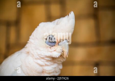 Der weiße Kakadu (Cacatua alba), auch als Regenschirmkakadu bekannt, ist ein mittelgroßer, ganz weißer Kakadu. Stockfoto