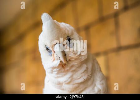 Der weiße Kakadu (Cacatua alba), auch als Regenschirmkakadu bekannt, ist ein mittelgroßer, ganz weißer Kakadu. Stockfoto