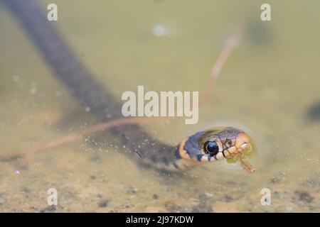 Stachelrasenschlange (Natrix helvetica helvetica), jung. Stockfoto