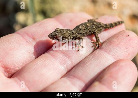 Tarentola mauritanica, auch bekannt als Mauergecko, ist eine Geckoart (Gekkota), die im westlichen Mittelmeerraum beheimatet ist. Stockfoto