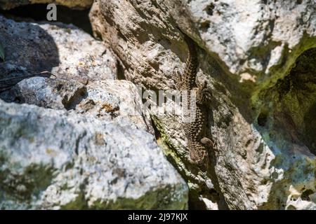 Tarentola mauritanica, auch bekannt als Mauergecko, ist eine Geckoart (Gekkota), die im westlichen Mittelmeerraum beheimatet ist. Stockfoto