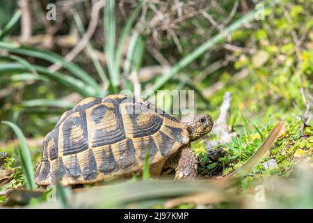 Westliche Hermannschildkröte (Testudo hermanni hermanni). Stockfoto