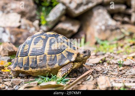 Westliche Hermannschildkröte (Testudo hermanni hermanni). Stockfoto