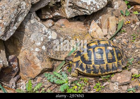 Westliche Hermannschildkröte (Testudo hermanni hermanni). Stockfoto