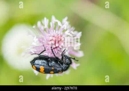 Hycleus polymorphus ist eine Art von Blisterkäfer, die zur Familie Meloidae-Unterfamilie Meloinae gehört. Stockfoto