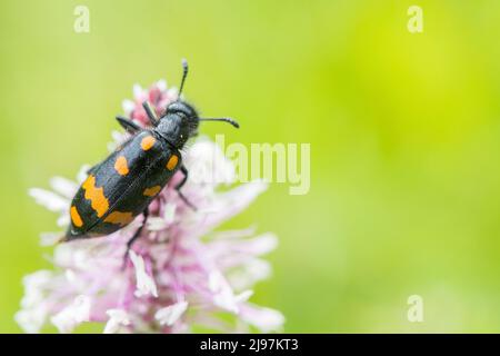 Hycleus polymorphus ist eine Art von Blisterkäfer, die zur Familie Meloidae-Unterfamilie Meloinae gehört. Stockfoto