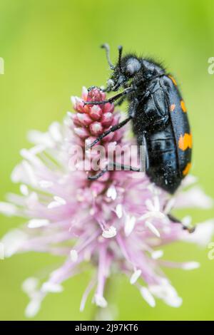 Hycleus polymorphus ist eine Art von Blisterkäfer, die zur Familie Meloidae-Unterfamilie Meloinae gehört. Stockfoto