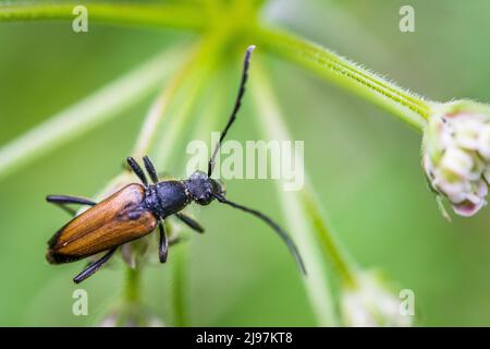 Anastrangalia dubia ist eine Käferart der Familie Cerambycidae, männlich. Stockfoto