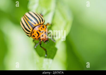 Colorado-Kartoffelkäfer (Leptinotarsa decemlineata), auch bekannt als Colorado-Käfer, der zehngestreifte spearman, der zehnsäurige Kartoffelkäfer. Stockfoto