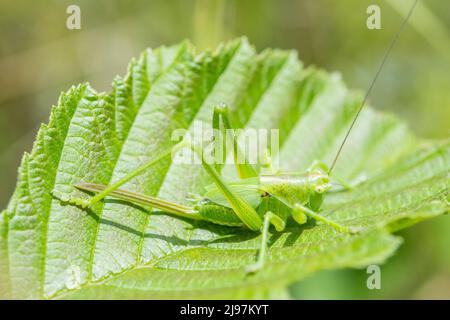 Tettigonia viridissima, die große grüne Busch-Cricket, ist eine große Art von Busch-Cricket aus der Unterfamilie Tettigoniinae, einem jungen Weibchen. Stockfoto