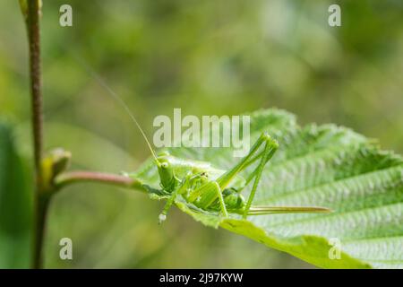 Tettigonia viridissima, die große grüne Busch-Cricket, ist eine große Art von Busch-Cricket aus der Unterfamilie Tettigoniinae, einem jungen Weibchen. Stockfoto