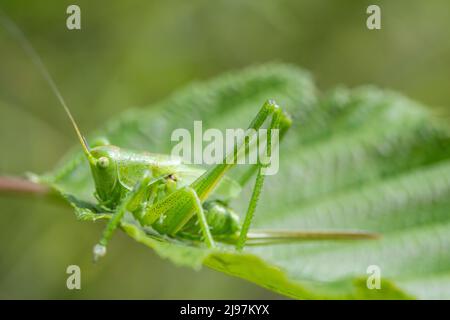 Tettigonia viridissima, die große grüne Busch-Cricket, ist eine große Art von Busch-Cricket aus der Unterfamilie Tettigoniinae, einem jungen Weibchen. Stockfoto