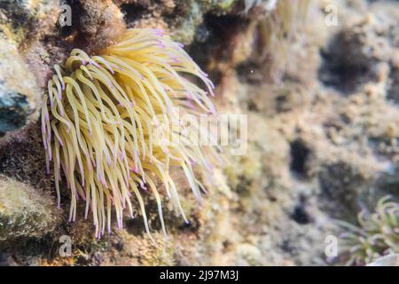 Die Schlangenanemone (Anemonia viridis) ist eine Seeanemone, die im östlichen Atlantik und im Mittelmeer gefunden wird. Stockfoto