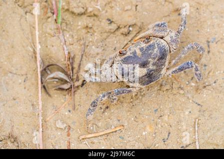 Potamon fluviatile ist eine Süßwasser-Krabbe, die in oder in der Nähe von bewaldeten Bächen, Flüssen und Seen in Südeuropa gefunden wird. Stockfoto