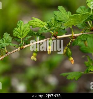 Die grünen unreifen Früchte der roten oder gelben Stachelbeeren auf dem Ast. Stockfoto