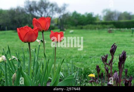 Drei rote Frottee-Tulpen blühen im Frühlingsgarten. Blühende Gesners Tulpen. Erste Frühlingsblumen. Stockfoto