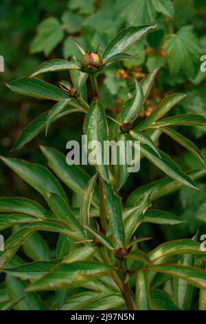 Grüner, üppiger Busch aus Pfingstrosen mit ungeblasenen Knospen. Stockfoto