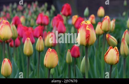 Gelb-rote Tulpen blühen im Frühlingsgarten. Blühende Tulpen. Erste Frühlingsblumen. Stockfoto