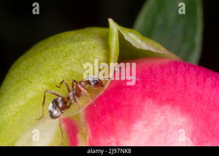 Nahaufnahme der braunen Ameise, die auf der Pfingstrose sitzt Stockfoto